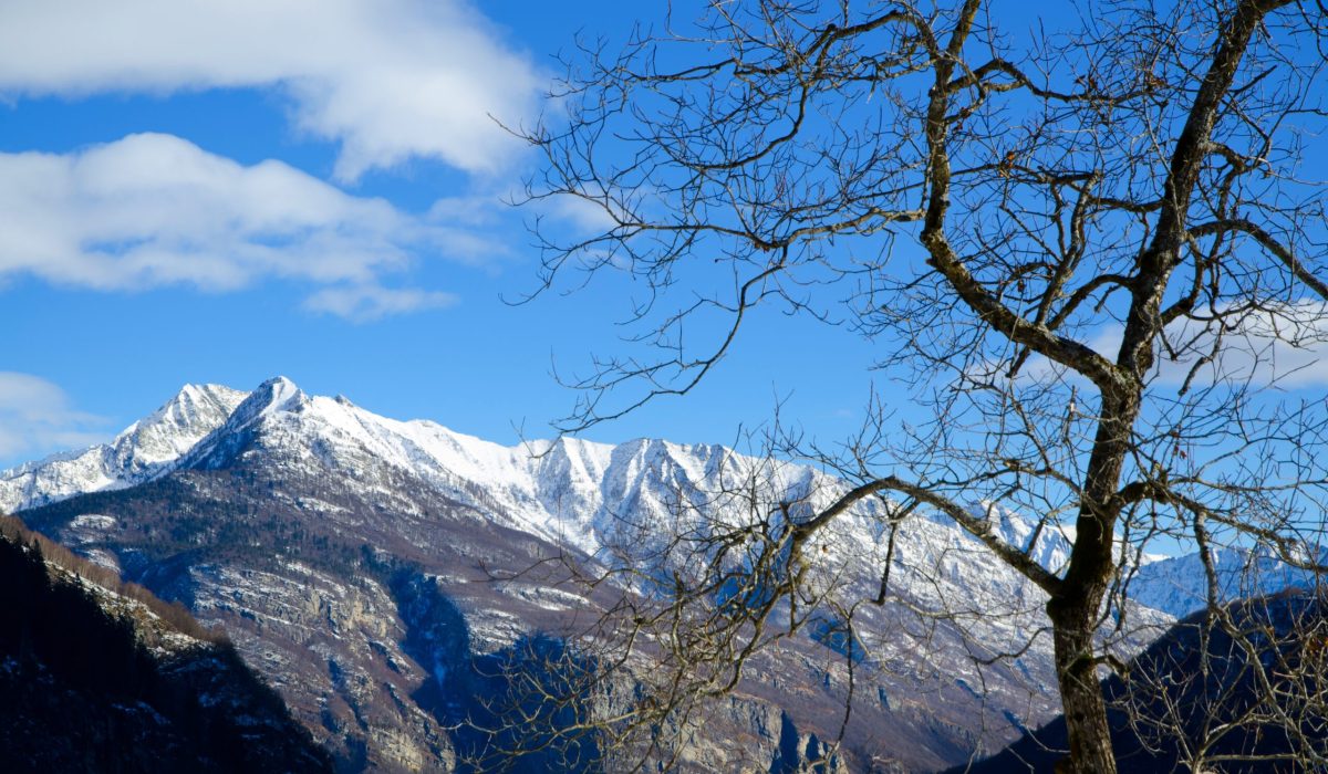 Beautiful view of a dried tree with the snow-covered mountains and the blue sky in the background